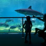 Man Arrested for Swimming Nude in Shark Tank (Not in WI)